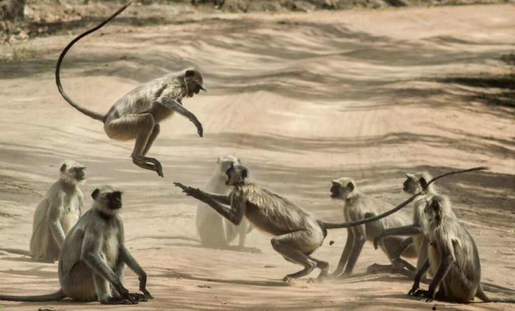 monkeys playtime